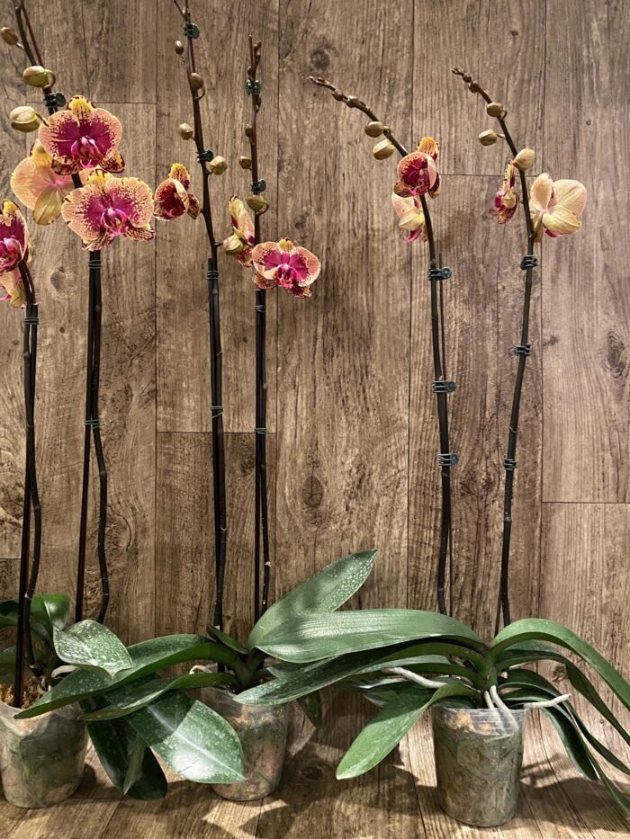 Double Spikes Phalaenopsis I-Hsin The Big Bang Spike 33” Tall (4.5" pot) - Image 10
