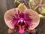 Double Spikes Phalaenopsis I-Hsin The Big Bang Spike 33” Tall (4.5" pot) - Image 5