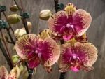Double Spikes Phalaenopsis I-Hsin The Big Bang Spike 33” Tall (4.5" pot) - Image 6