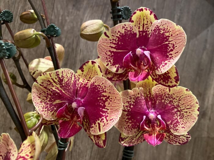 Double Spikes Phalaenopsis I-Hsin The Big Bang Spike 33” Tall (4.5" pot) - Image 6