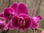 Double Spikes Phalaenopsis Peloric Spike 33” Tall (4.5" pot)