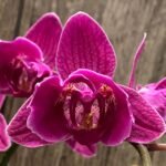 Double Spikes Phalaenopsis Peloric Spike 33” Tall (4.5" pot)