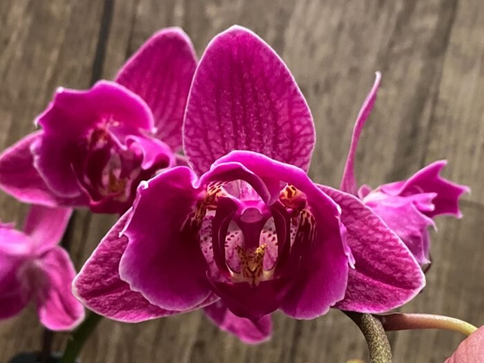 Double Spikes Phalaenopsis Peloric Spike 33” Tall (4.5" pot) - Image 1