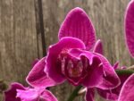 Double Spikes Phalaenopsis Peloric Spike 33” Tall (4.5" pot) - Image 2