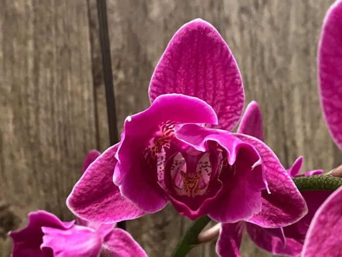 Double Spikes Phalaenopsis Peloric Spike 33” Tall (4.5" pot) - Image 2