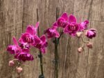 Double Spikes Phalaenopsis Peloric Spike 33” Tall (4.5" pot) - Image 3