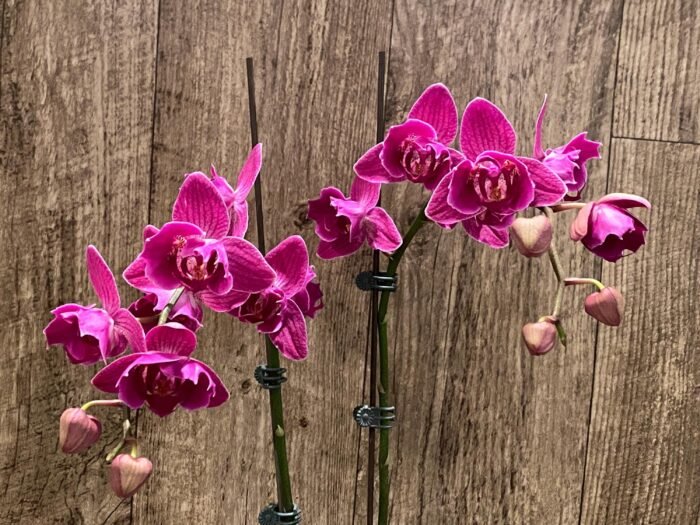 Double Spikes Phalaenopsis Peloric Spike 33” Tall (4.5" pot) - Image 3