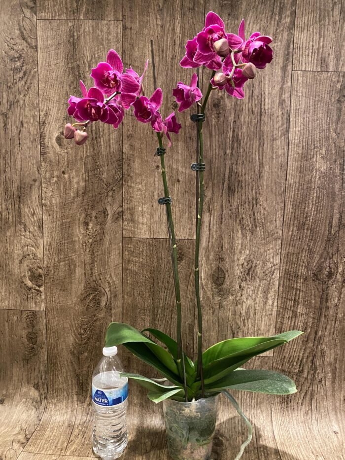 Double Spikes Phalaenopsis Peloric Spike 33” Tall (4.5" pot) - Image 4
