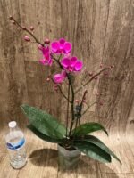 Multi Spikes - Multi Branches Phalaenopsis Dtps Queen Bear Huge Plant (4.5" pot) - Image 4