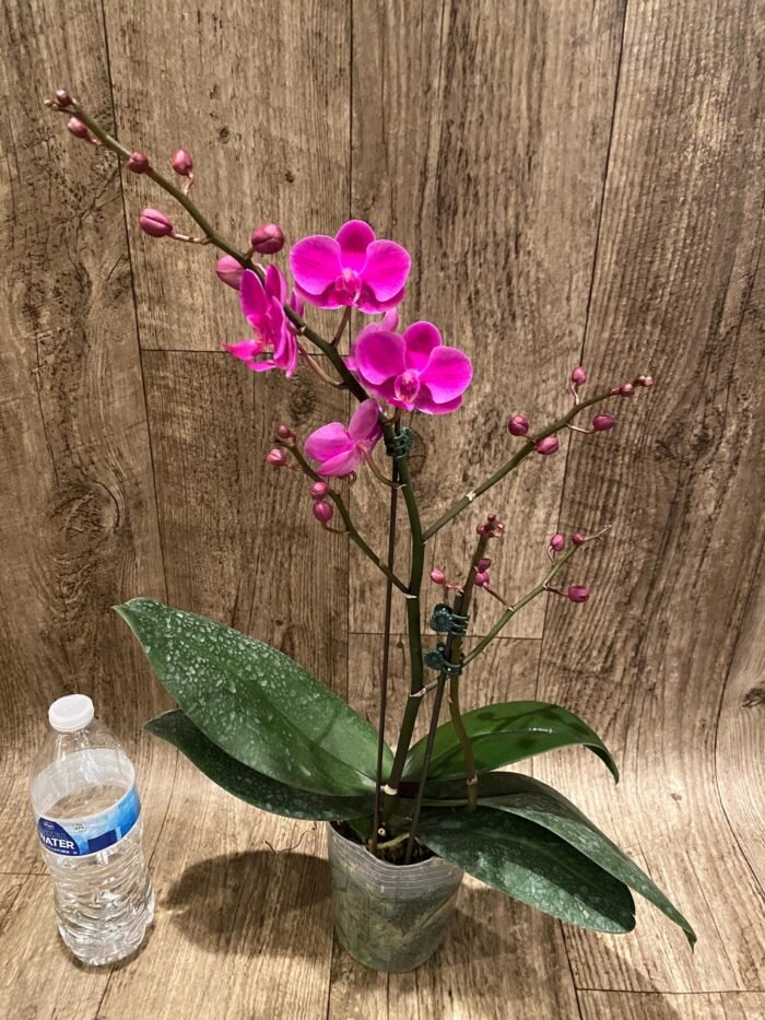Multi  Spikes - Multi Branches Phalaenopsis Dtps Queen Bear Huge Plant (4.5" pot) - Image 4