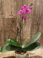 Multi Spikes - Multi Branches Phalaenopsis Dtps Queen Bear Huge Plant (4.5" pot) - Image 7