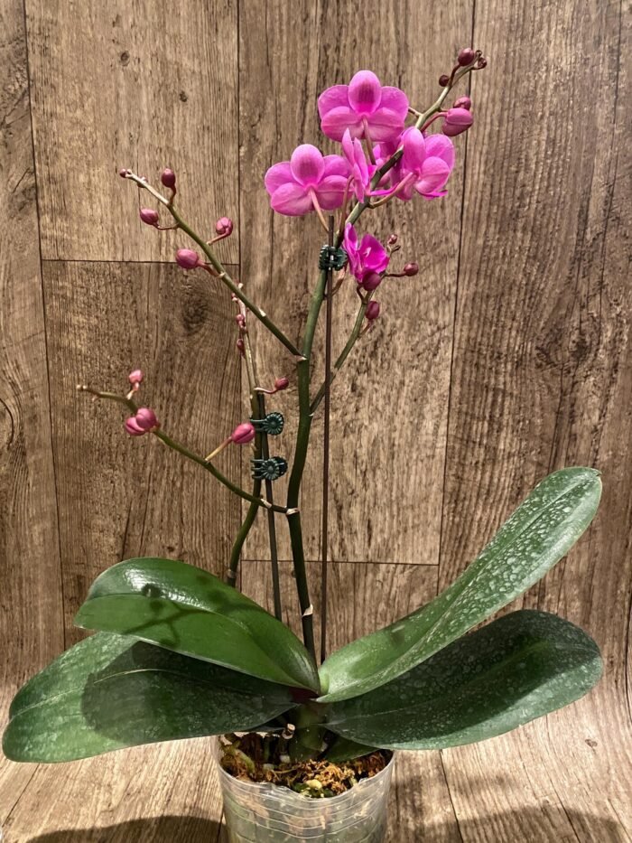 Multi  Spikes - Multi Branches Phalaenopsis Dtps Queen Bear Huge Plant (4.5" pot) - Image 7