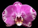 In Spikes Phalaenopsis Dtps. Yu Pin Lady (4.5" pot) - Image 2