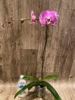In Spikes Phalaenopsis Dtps. Yu Pin Lady (4.5" pot) - Image 7
