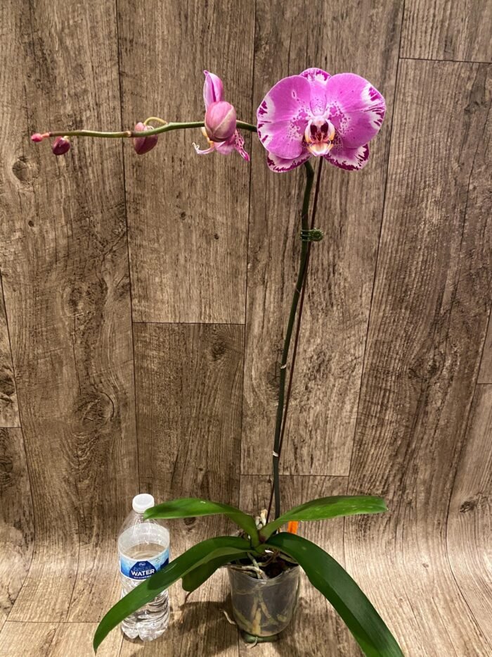 In Spikes Phalaenopsis Dtps. Yu Pin Lady (4.5" pot) - Image 7