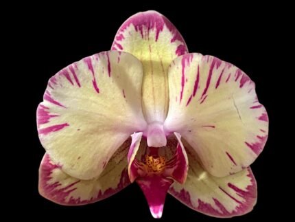 In Spikes Phalaenopsis Dtps. Yu Pin Leopard Yellow Splash (4.5" pot)