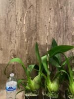 Tall Spike Odontocidium Wildcat ‘Golden Red Star’ Huge Plants (3.5” Pot) - Image 7