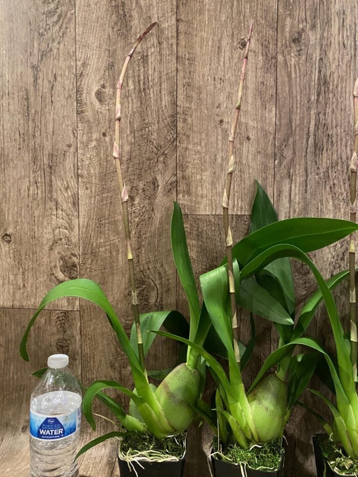Tall Spike Odontocidium Wildcat ‘Golden Red Star’ Huge Plants (3.5” Pot) - Image 7