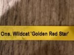 Tall Spike Odontocidium Wildcat ‘Golden Red Star’ Huge Plants (3.5” Pot) - Image 10