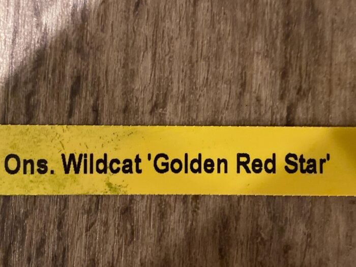 Tall Spike Odontocidium Wildcat ‘Golden Red Star’ Huge Plants (3.5” Pot) - Image 10