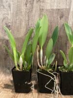 Cattleya Rlc. Golf Green 'Hair Pig' (C. Moscombe x Bl. digbyana) Multi-growths (3.5” Pot) - Image 4