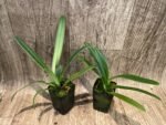 Paph. Henryanum 2 Growths (2” Pot) - Image 3