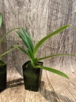 Paph. Henryanum 2 Growths (2” Pot) - Image 5