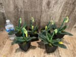 IN SPIKE - Paph. Delenatii var album (3.5” pot) - Image 2
