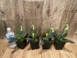 IN SPIKE - Paph. Delenatii var album (3.5” pot) - Image 6