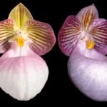 In Spike Paphiopedilum micranthum (2” pot)