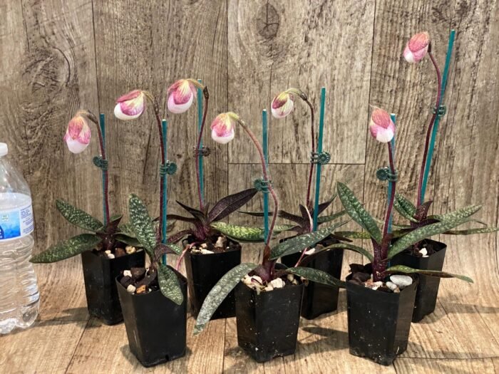 In Spike Paphiopedilum micranthum (2” pot) - Image 2