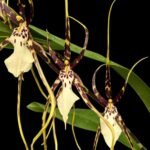 In Spike  - Odontobrassia Kenneth Bivins 'Santa Barbara' HCC/AOS (3.5” Pot)