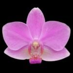 Phalaenopsis Hatuyuki 'Pink' (3.5" pot)
