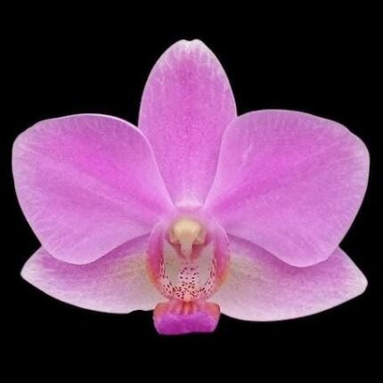 Phalaenopsis Hatuyuki 'Pink' (3.5" pot)