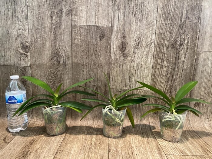 Phalaenopsis Hatuyuki 'Pink' (3.5" pot) - Image 2