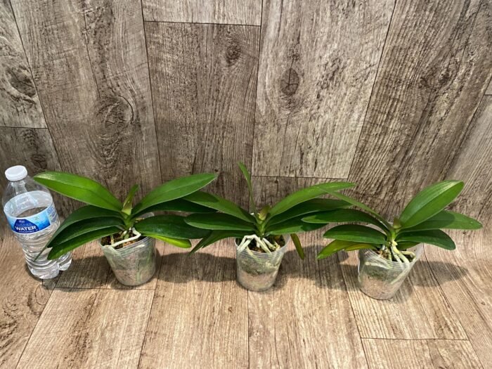 Phalaenopsis Hatuyuki 'Pink' (3.5" pot) - Image 3