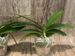 Phalaenopsis Hatuyuki 'Pink' (3.5" pot) - Image 6
