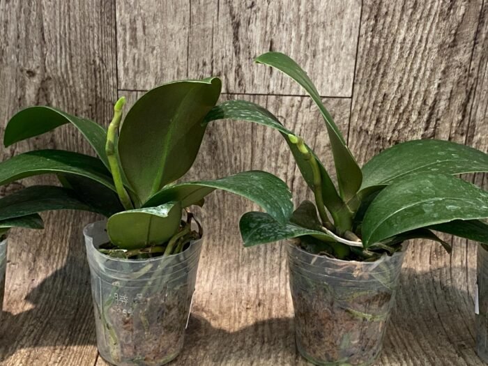 In Spike Phalaenopsis Chi Yueh Kaleidescope '3517' (3" pot) - Image 5