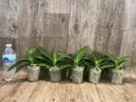 In Spike Younghome Snow Season' (3" pot) - Image 2