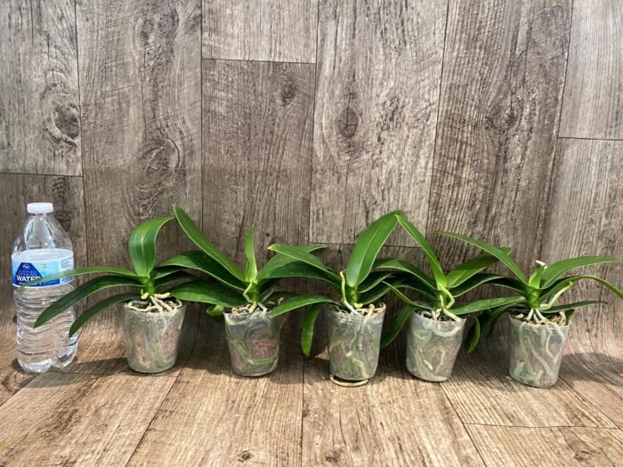 In Spike Younghome Snow Season' (3" pot) - Image 2