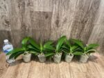 In Spike Younghome Snow Season' (3" pot) - Image 3