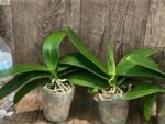 In Spike Younghome Snow Season' (3" pot) - Image 4