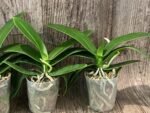 In Spike Younghome Snow Season' (3" pot) - Image 6