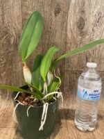 Rth. Hsinying Catherine 'Hakucho' (5” pot) - Image 2