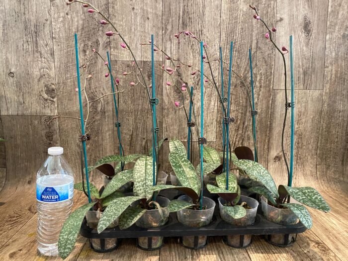 In Spike Phalaenopsis schilleriana x sib (3” Pot) - Image 2