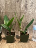 Fragrant Rhyncholaeliocattleya Magic Meadow 'Napoleon' NBS (2.75” Pot) - Image 4