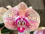 In Spike Phalaenopsis GC Reyoung Peach (4.5" pot) - Image 6
