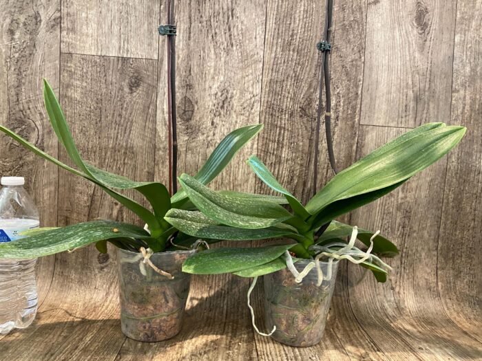 In Spike Phalaenopsis GC Reyoung Peach (4.5" pot) - Image 10