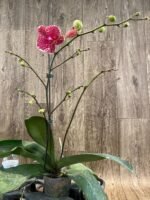 Multi- Spikes Phalaenopsis OX Red Seasame Huge Plant (4.5" pot) - Image 3