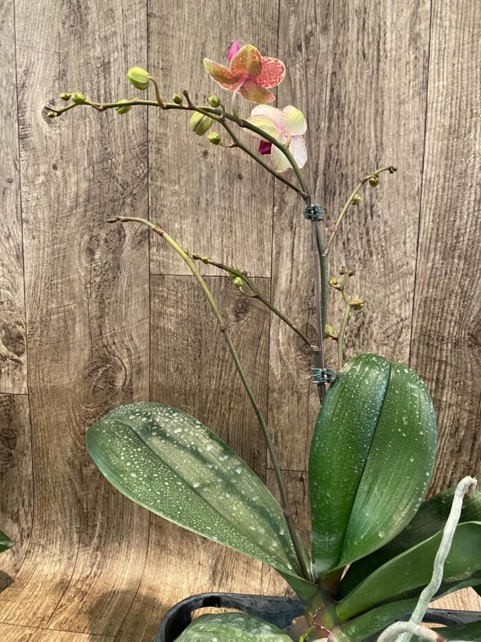 Multi- Spikes Phalaenopsis OX Red Seasame Huge Plant (4.5" pot) - Image 6